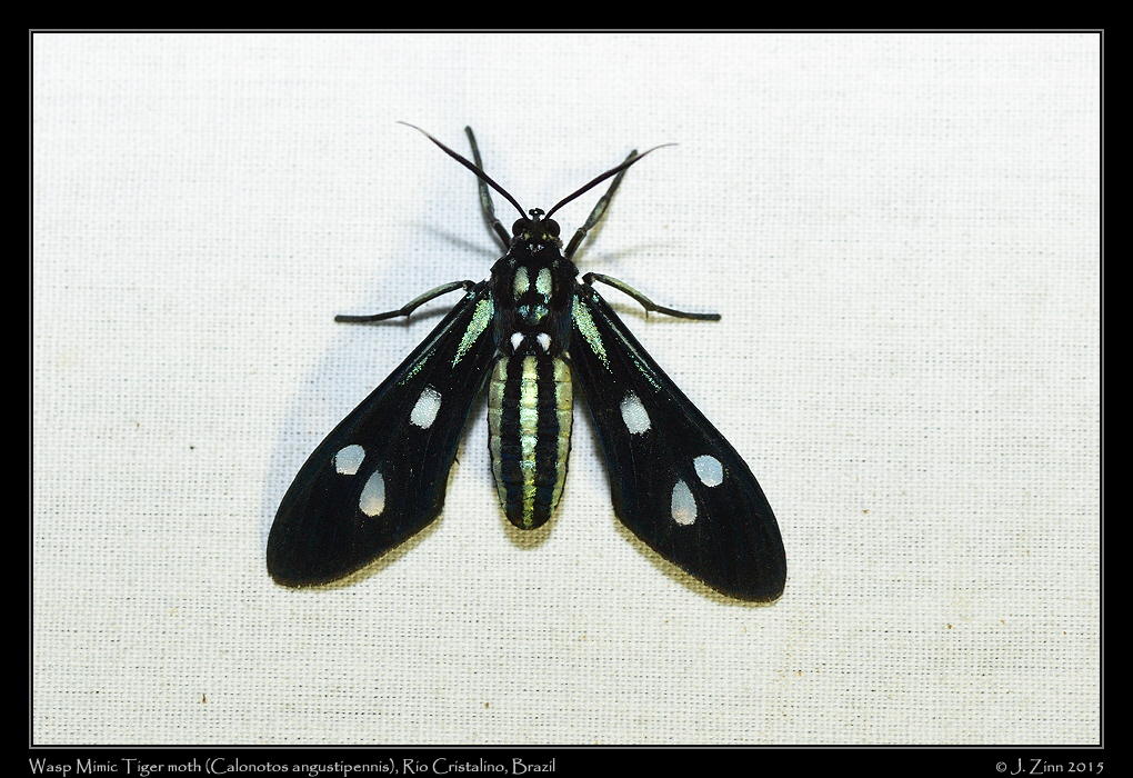 Calonotos angustipennis_0585a